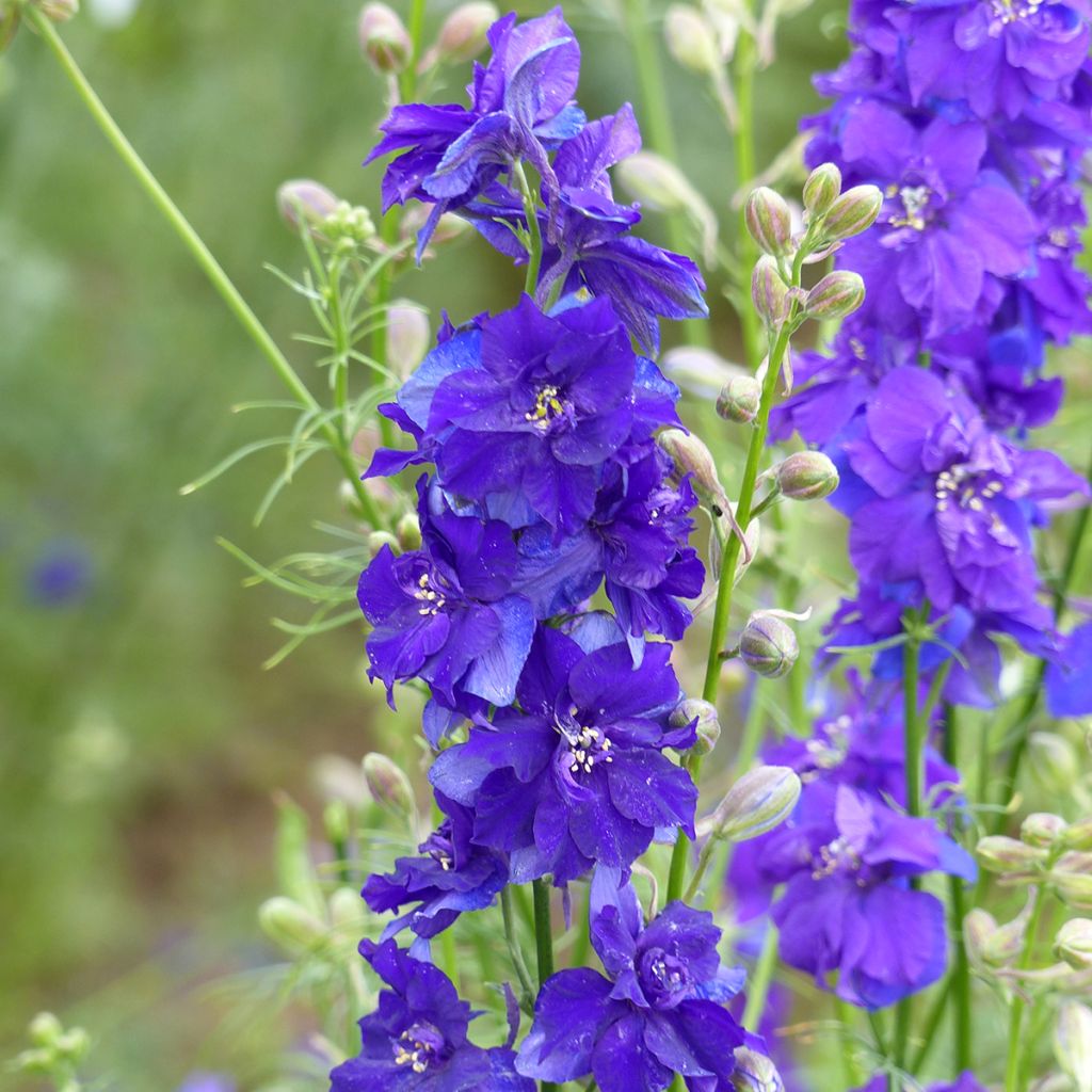 Graines de Delphinium Imperial QIS Dark Blue - Pied d'alouette annuel