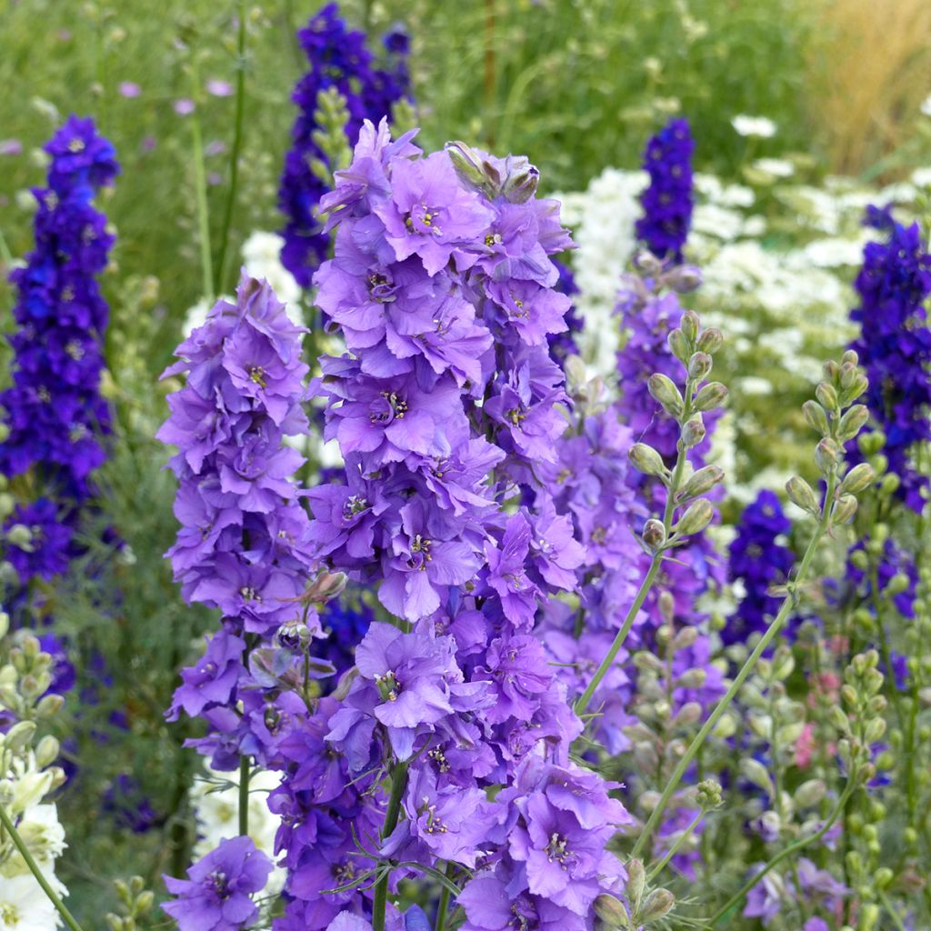 Graines de Delphinium Imperial QIS Lilac - Pied d'alouette annuel
