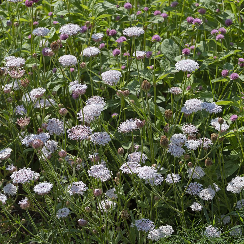 Graines de Didiscus caeruleus Lace Heavenly Umbels - Trachymène