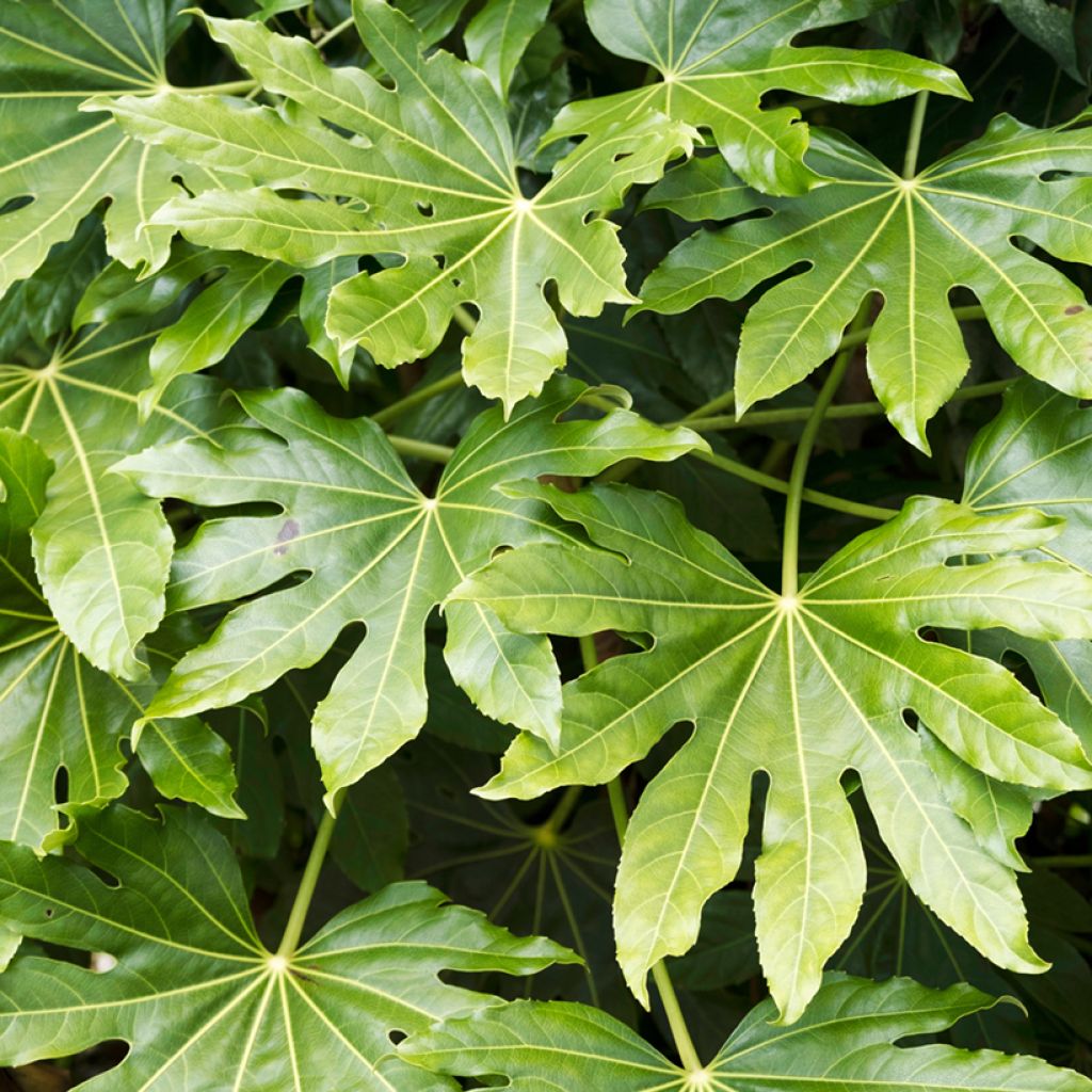 Graines d'Aralia du Japon - Fatsia japonica