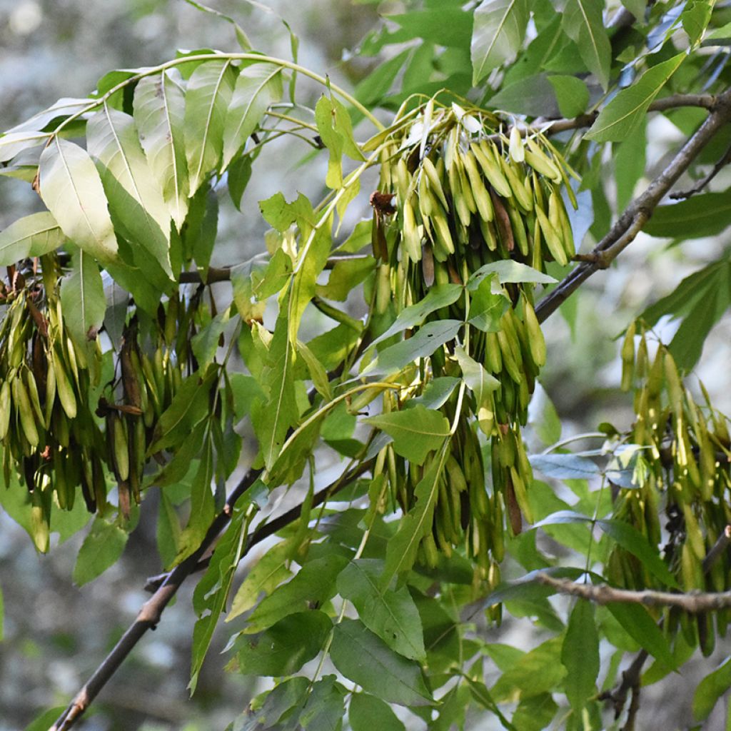 Graines de Frêne - Fraxinus excelsior