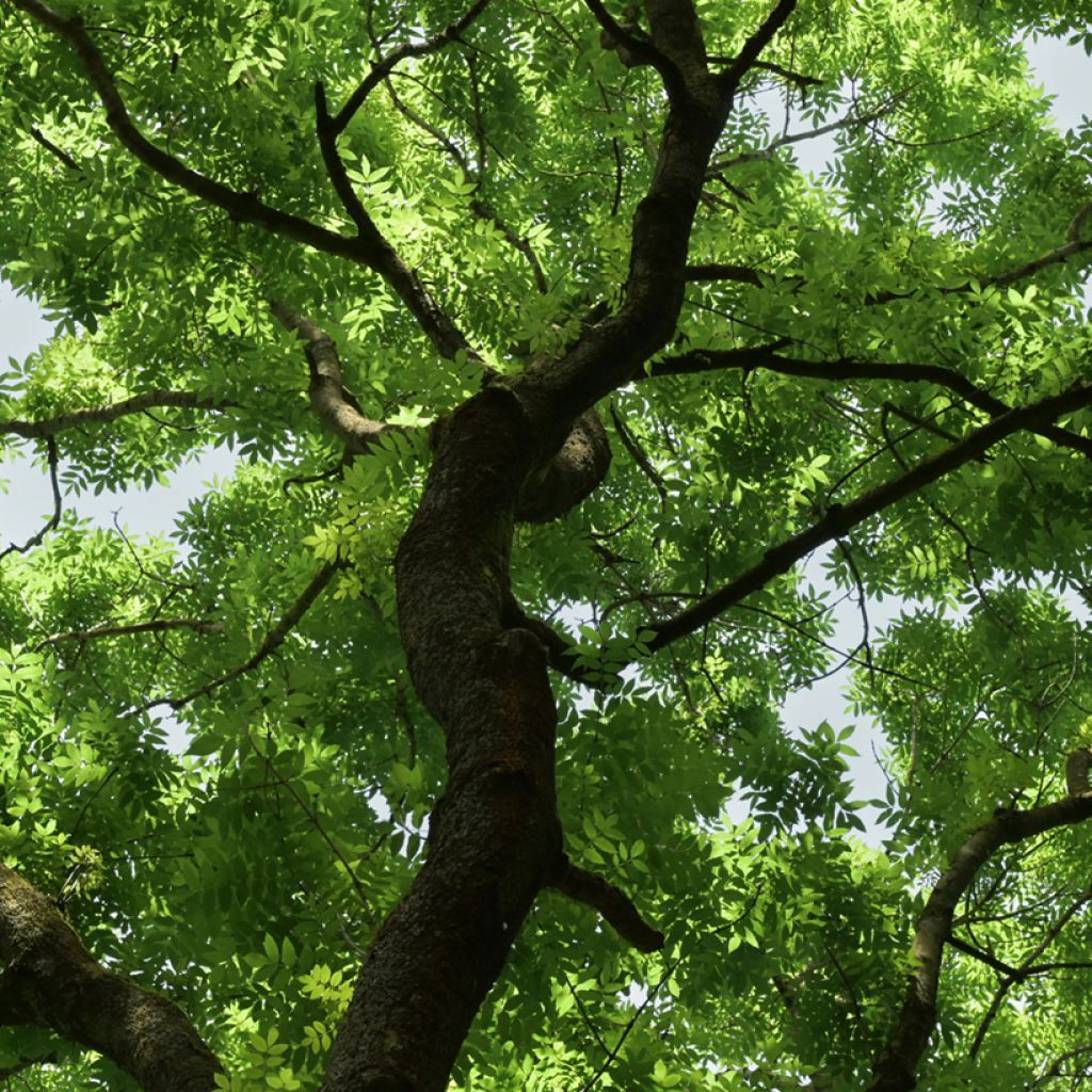 Graines de Frêne - Fraxinus excelsior