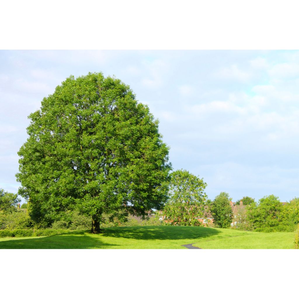 Graines de Frêne - Fraxinus excelsior