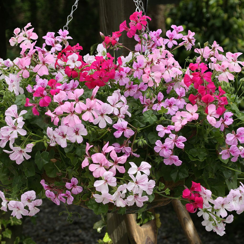 Graines de Géranium-lierre Summertime Mix - Pelargonium