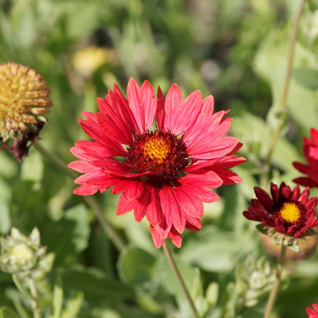 Graines de Gaillarde vivace Burgunder - Gaillardia x grandiflora