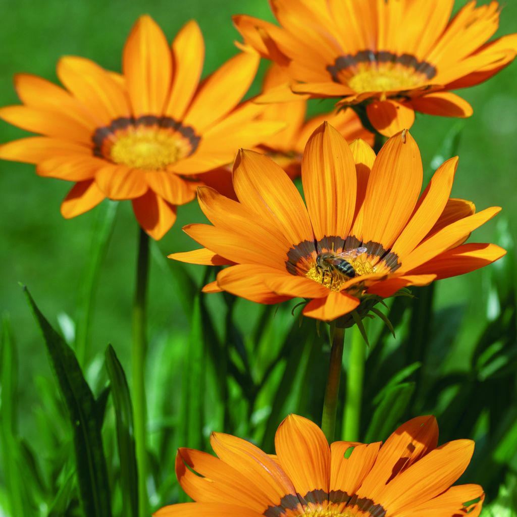 Graines de Gazania Zany F1 Orange (graines pelliculées)