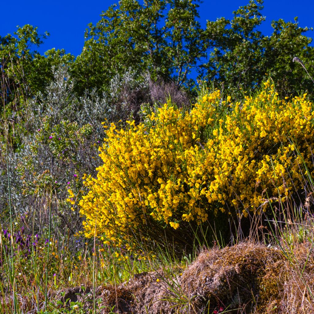 Graines de Genêt à balais - Cytisus scoparius