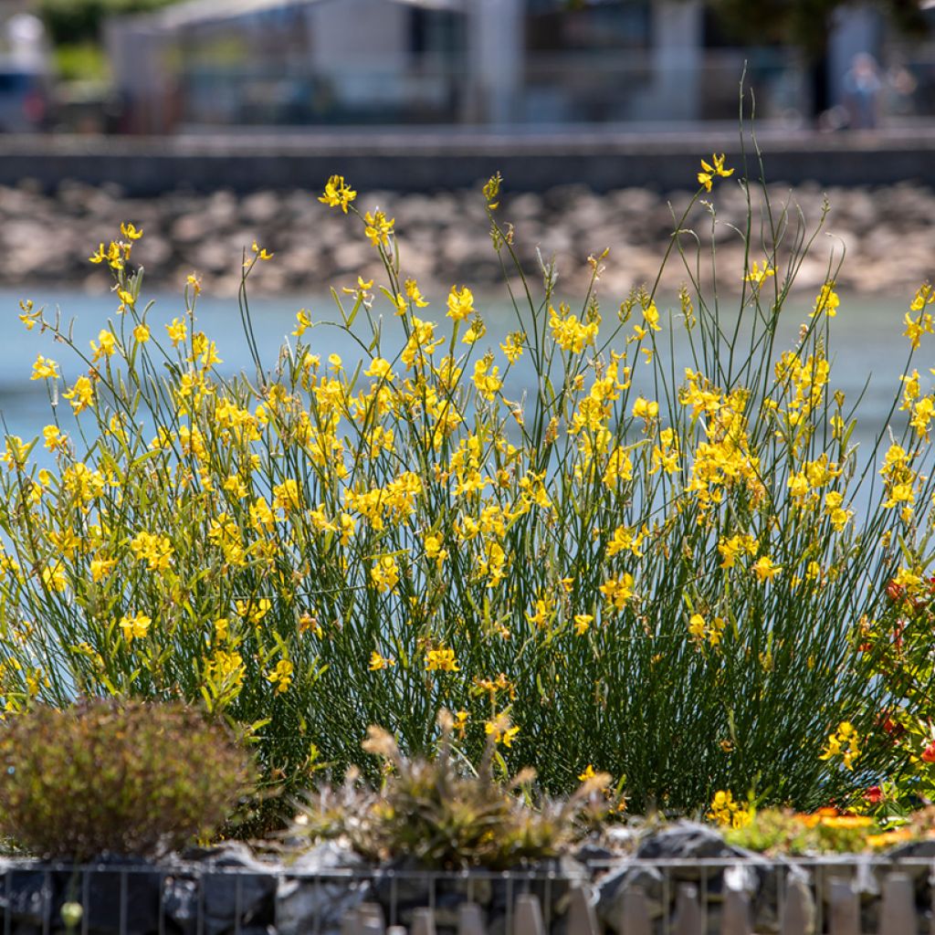 Graines de Genêt à balais - Cytisus scoparius