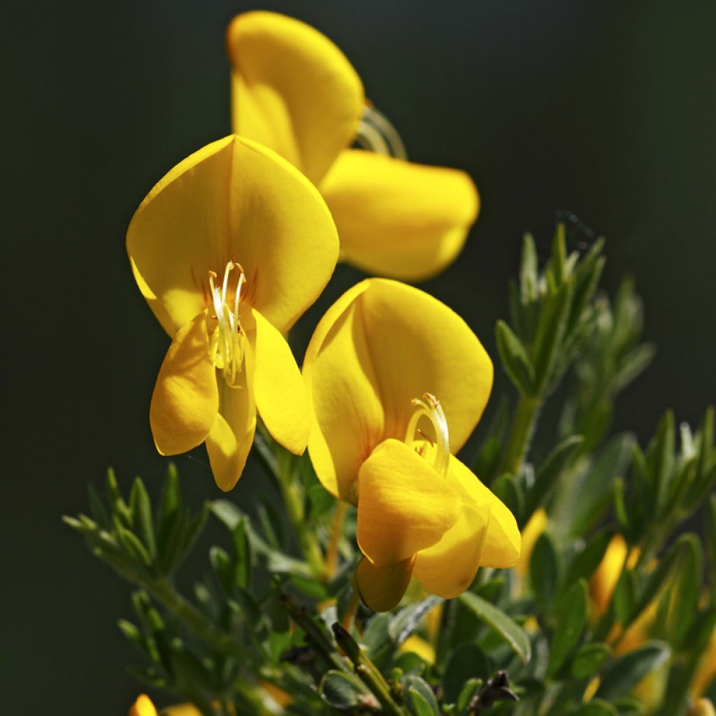 Graines de Genêt à balais - Cytisus scoparius