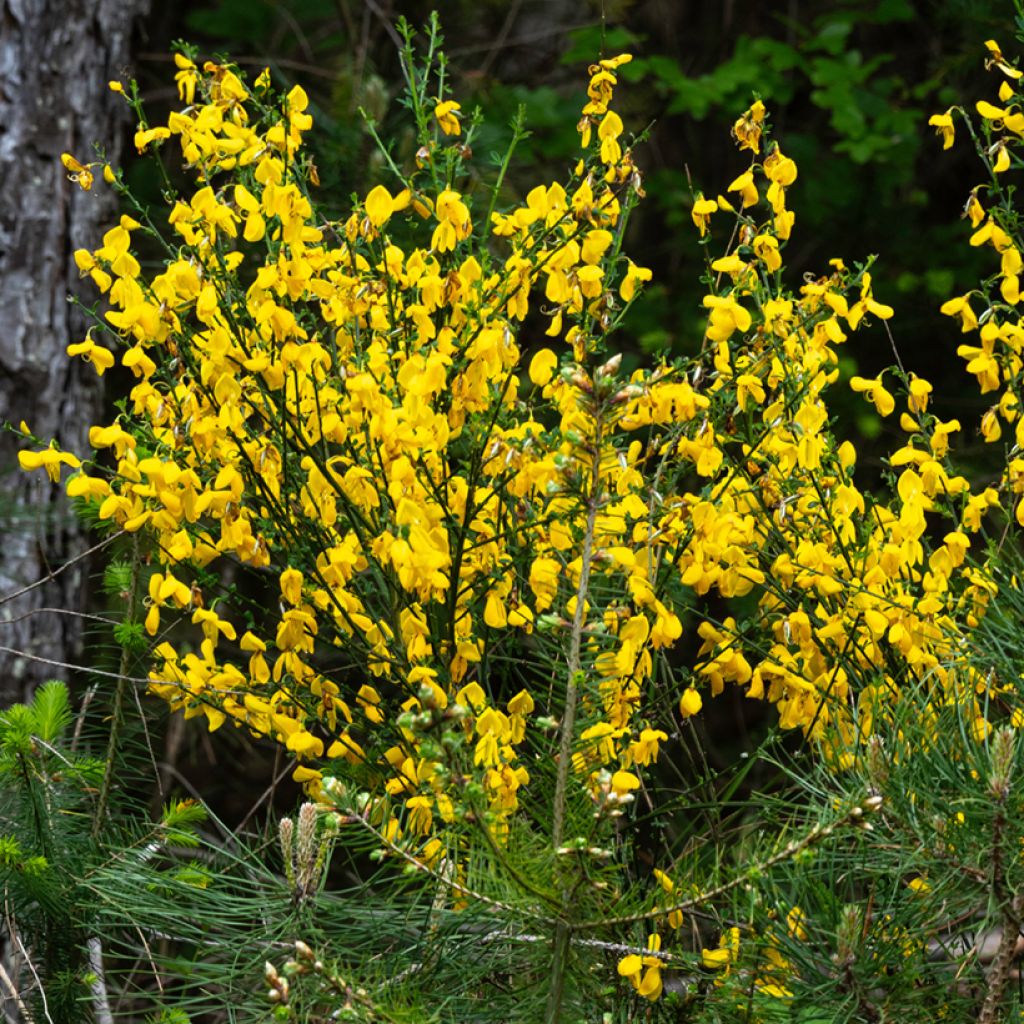 Graines de Genêt à balais - Cytisus scoparius