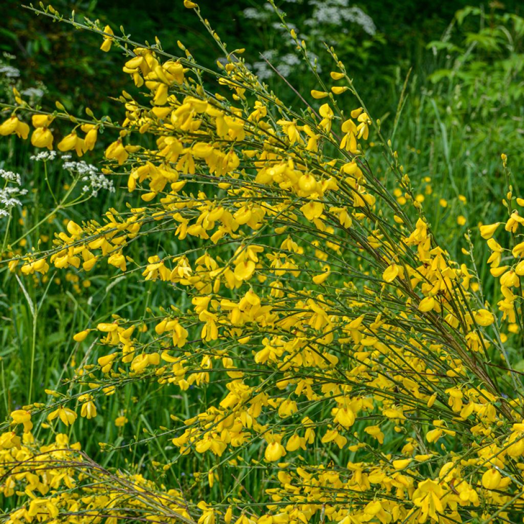 Graines de Genêt à balais - Cytisus scoparius