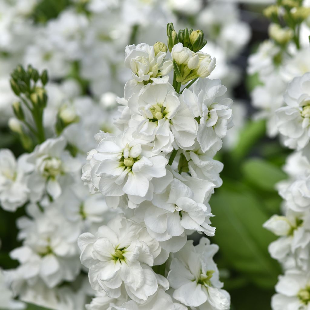 Graines de Giroflée quarantaine Katz Hi double White - Matthiola incana