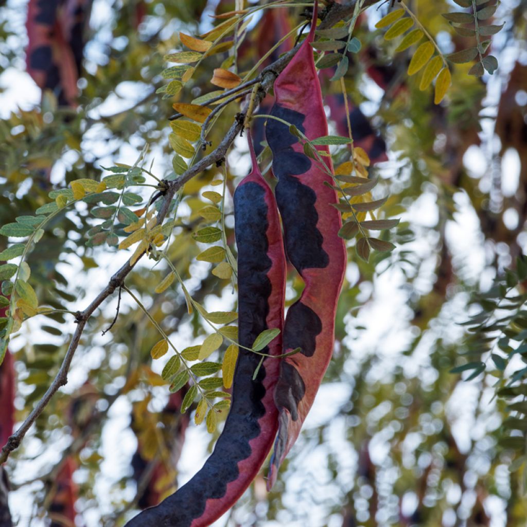 Graines de Févier d'Amérique inerme - Gleditsia triacanthos f. inermis