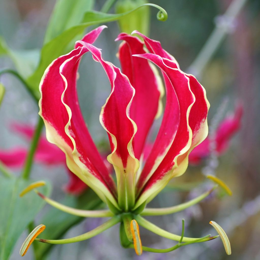 Graines de Gloriosa superba Rothschildiana
