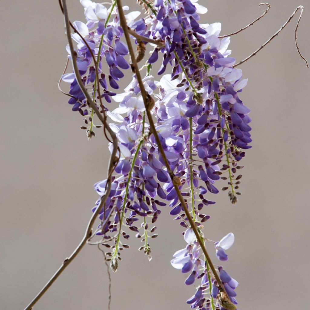 Graines de Glycine de Chine - Wisteria sinensis