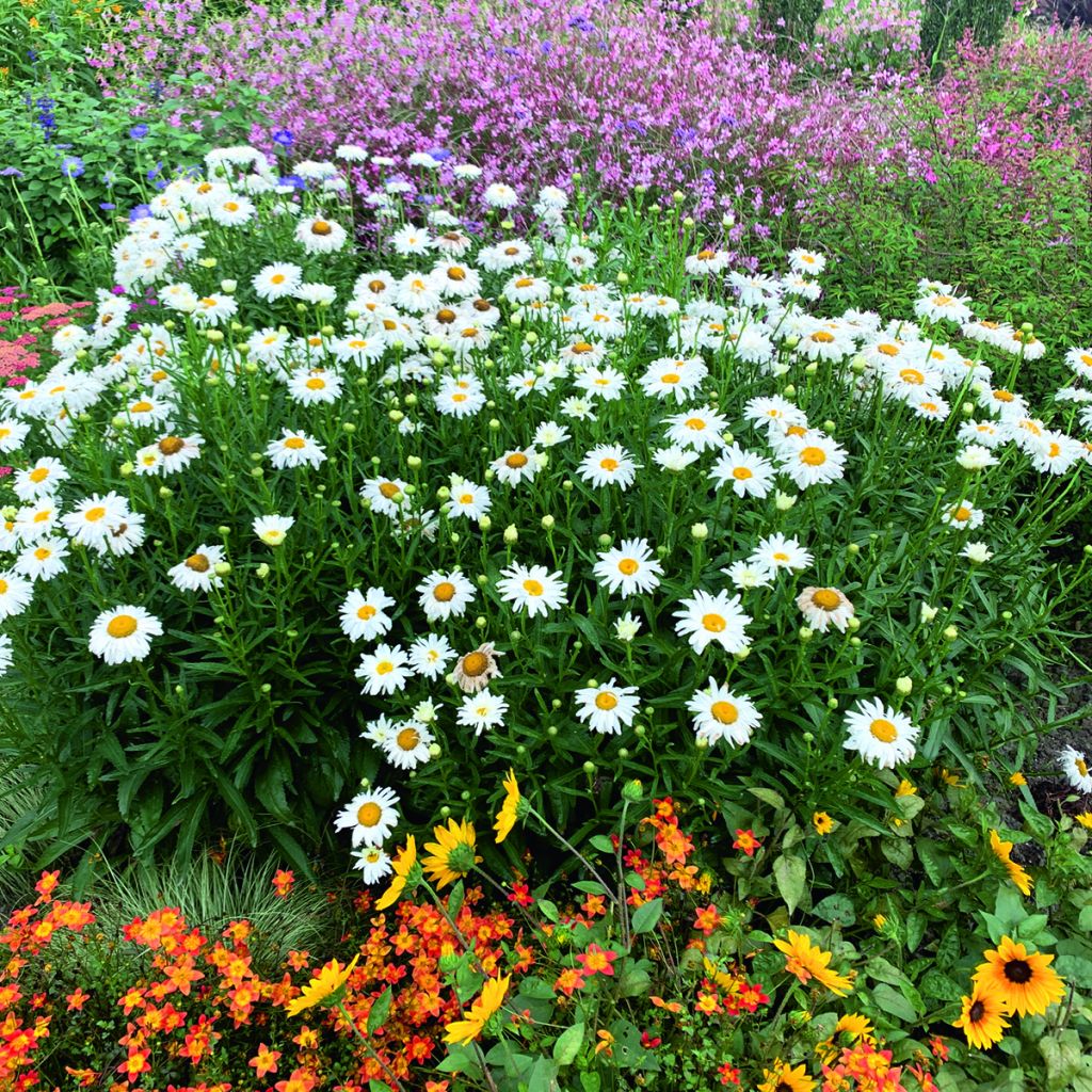 Graines de Grande marguerite Crazy Daisy - Leucanthemum x superbum