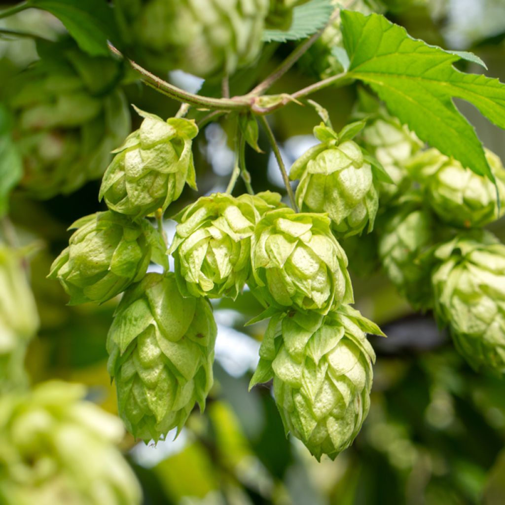 Graines de Houblon - Humulus lupulus