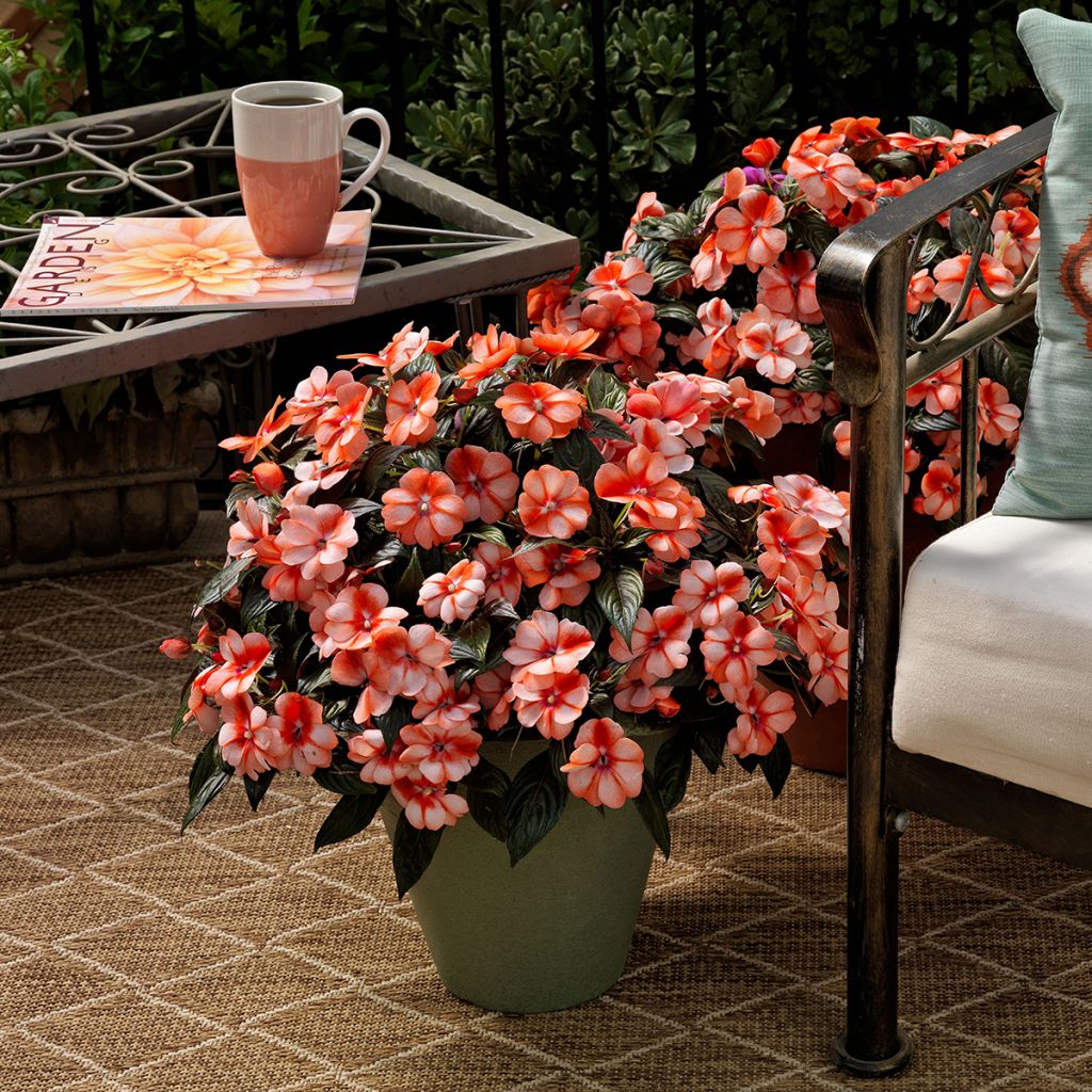 Graines d'Impatiens de Nouvelle-Guinée Florific Sweet Orange