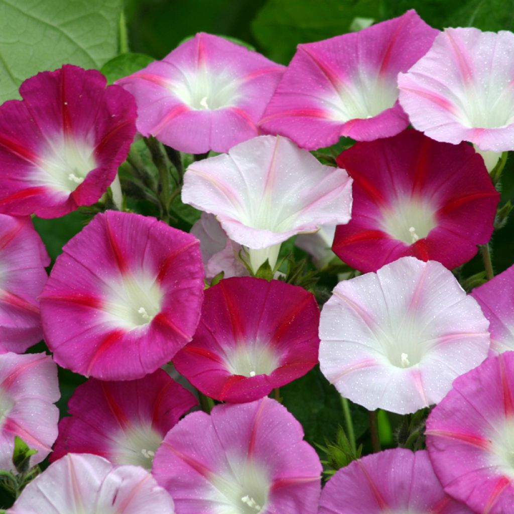 Graines d'Ipomée La Vie en Rose - Ipomoea purpurea