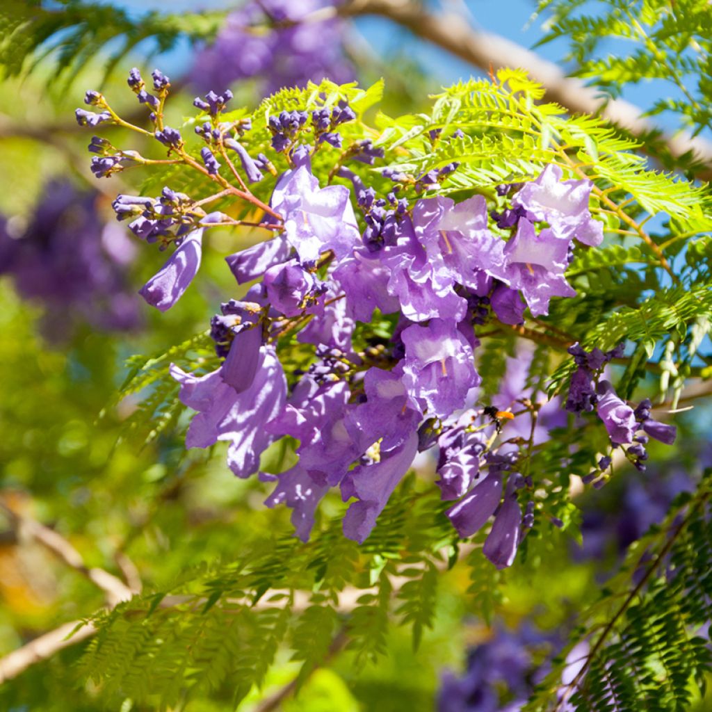 Graines de Jacaranda mimosifolia