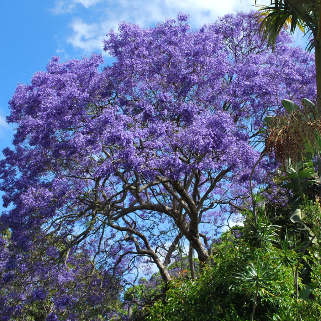 Graines de Jacaranda mimosifolia
