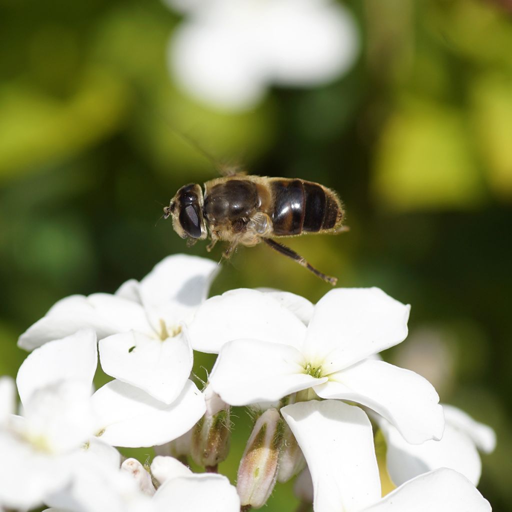 Graines de Julienne des Dames - Hesperis matronalis Alba