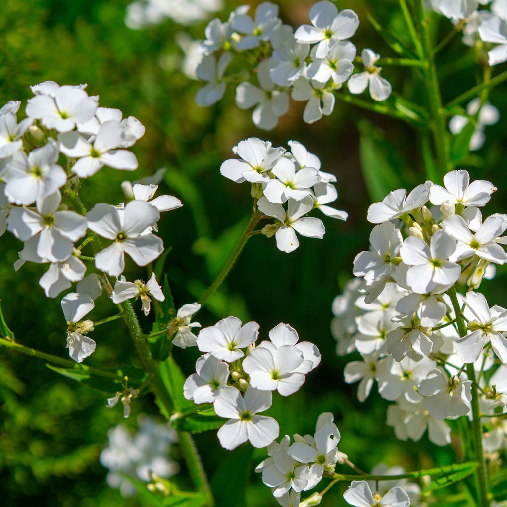 Graines de Julienne des Dames - Hesperis matronalis Alba