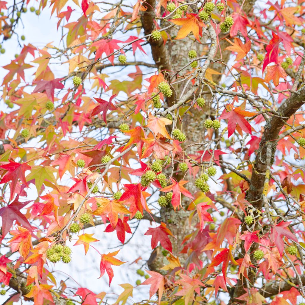 Graines de Copalme d'Amérique - Liquidambar styraciflua