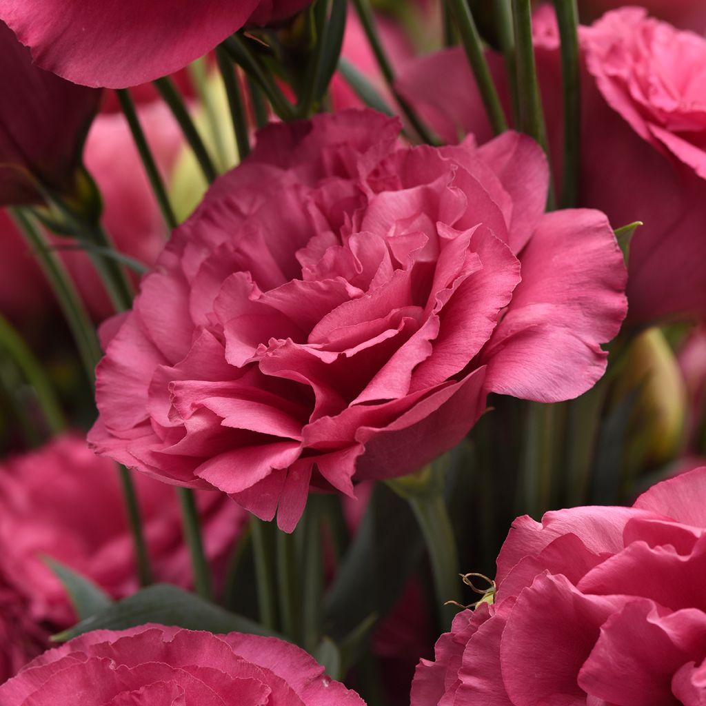 Graines de Lisianthus Can Can Carmine Rose