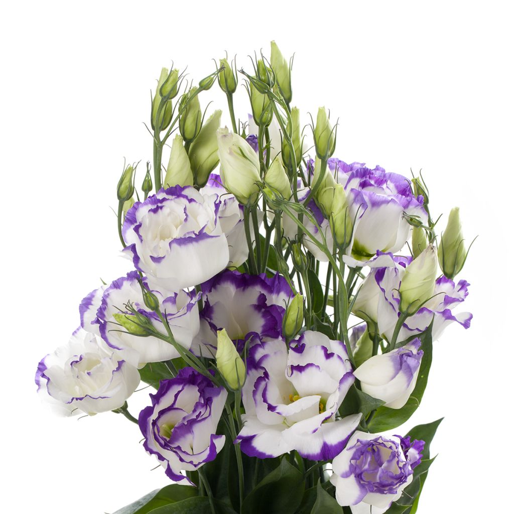 Graines de Lisianthus F1 Cessna Blue Picotee III (graines enrobées)