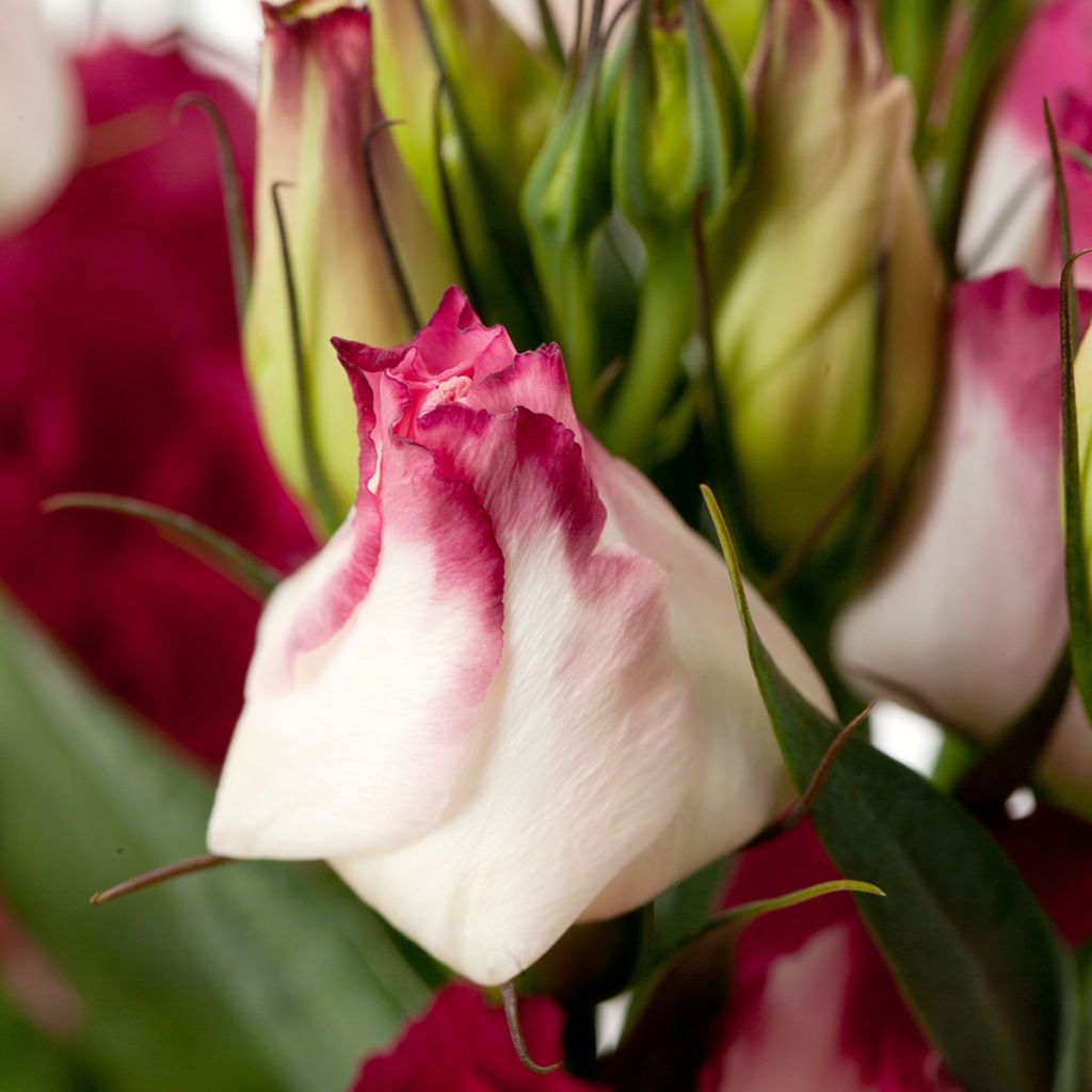 Graines de Lisianthus F1 Cessna Vogue IV (graines enrobées)