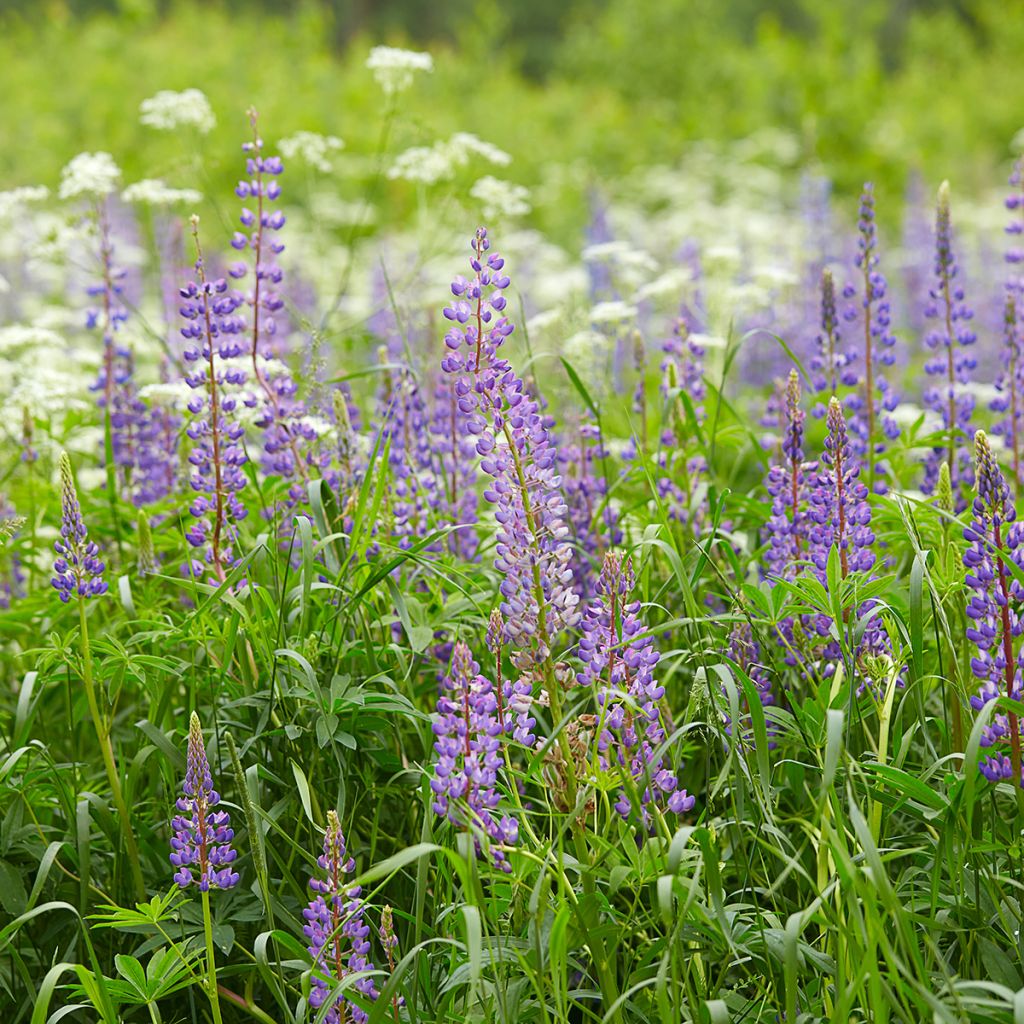 Graines de Lupin vivace - Lupinus perennis