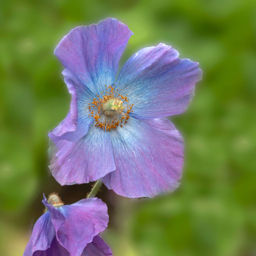 Graines de Meconopsis baileyi Hensol Violet - Pavot de l'Himalaya mauve