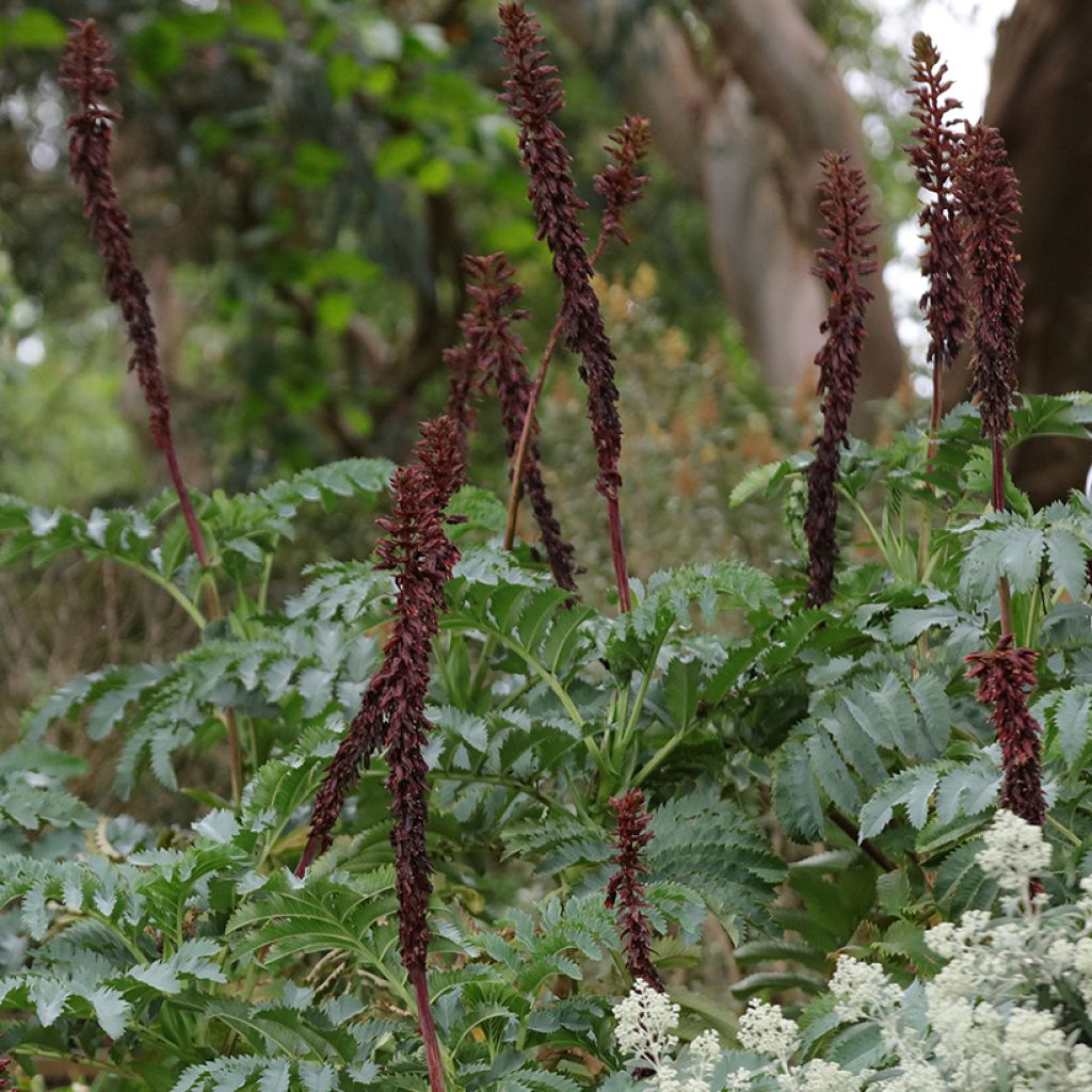 Graines de Melianthus major