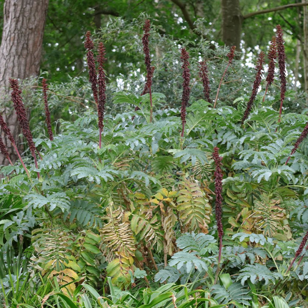 Graines de Melianthus major