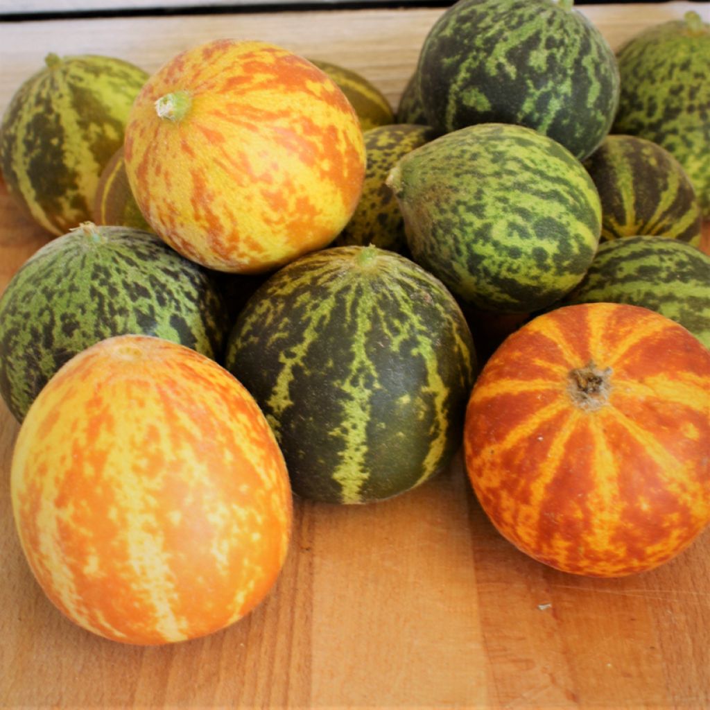 Graines de Melon de poche Queen Anne's Pocket