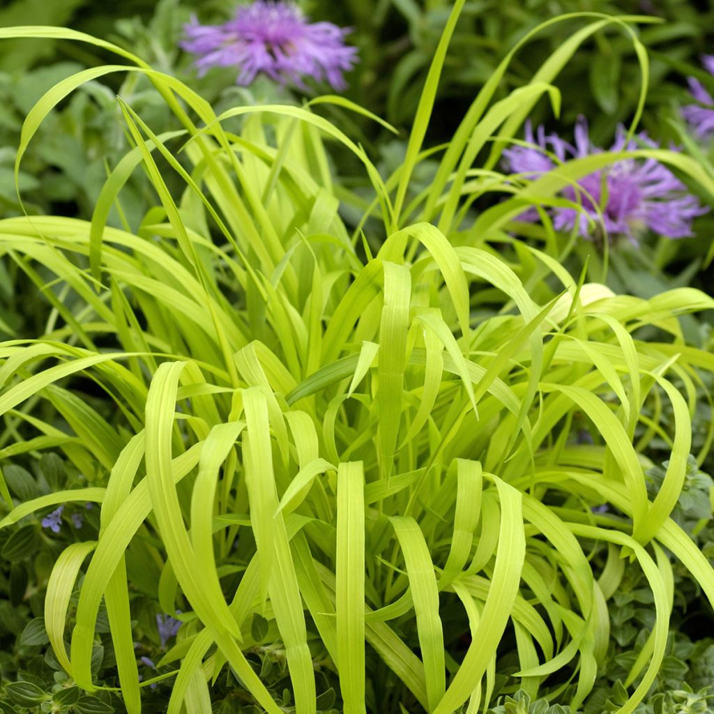 Graines de Milium effusum Aureum - Millet doré