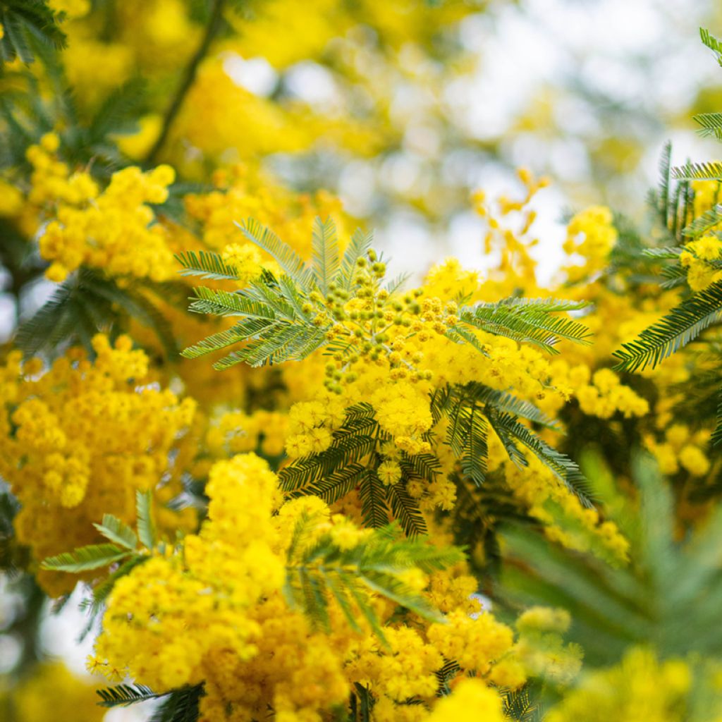 Graines de Mimosa - Acacia dealbata