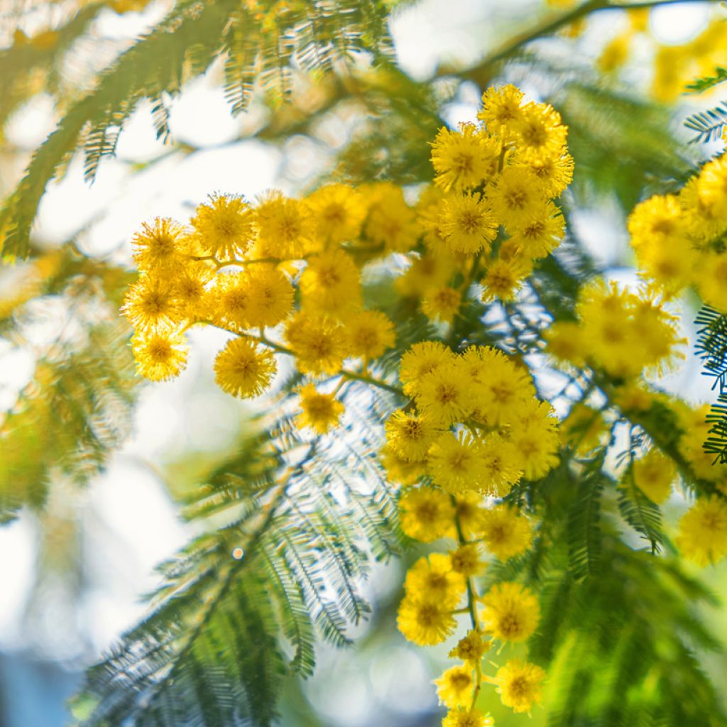 Graines de Mimosa - Acacia dealbata