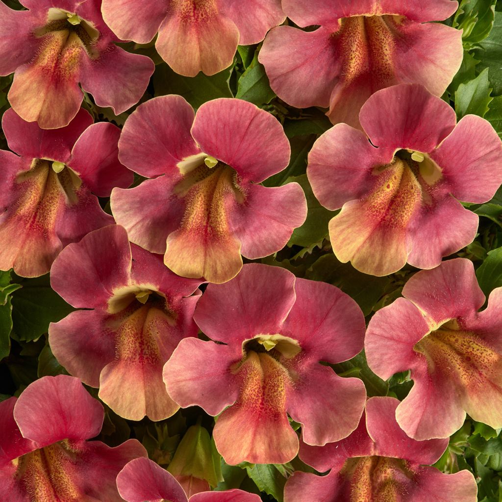 Graines de Mimulus Medius F1 Pastel Crimson