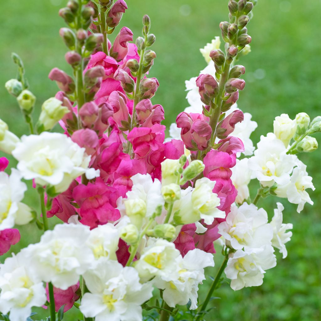 Graines de Muflier Double Madame Butterfly Mixed - Antirrhinum majus