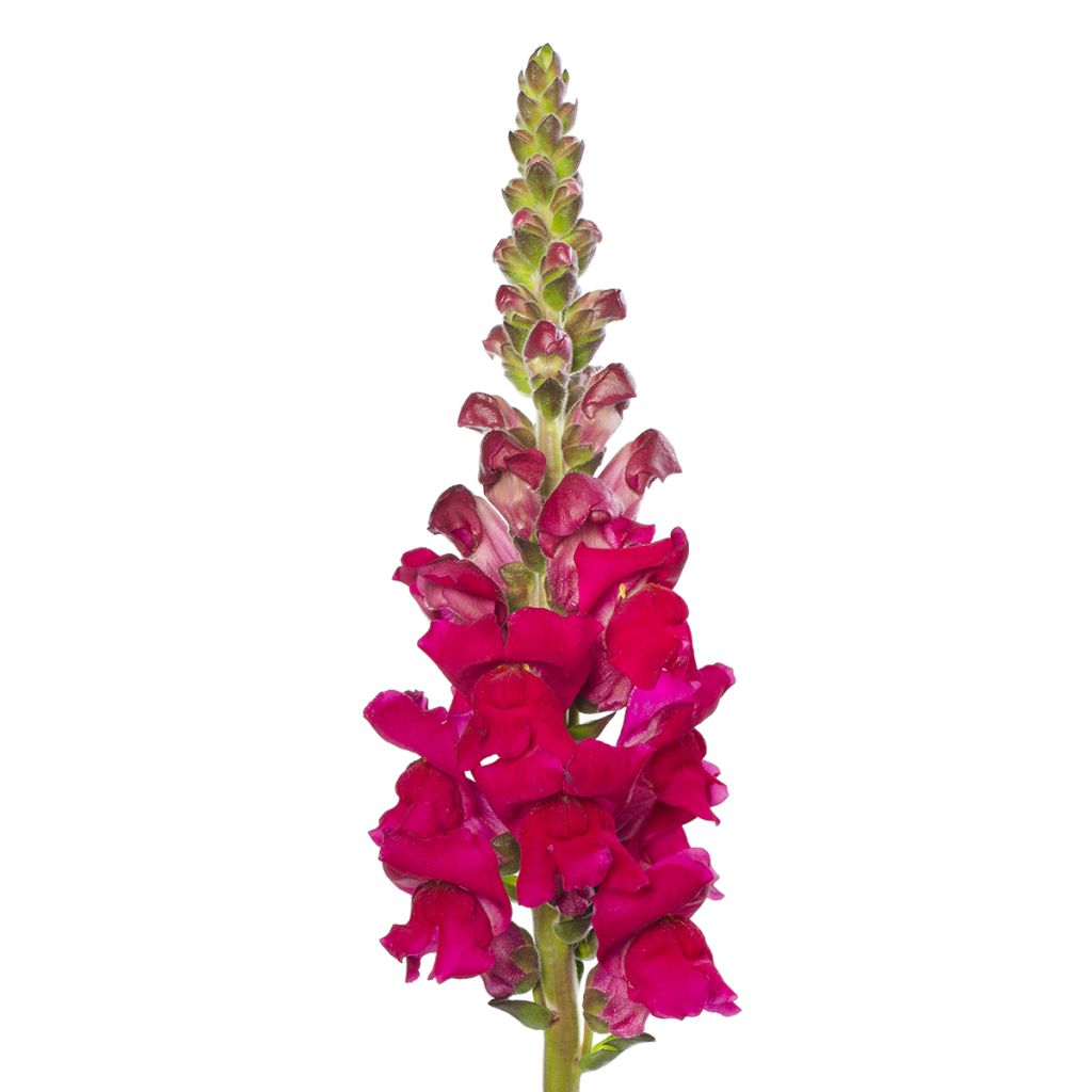 Graines de Muflier F1 Orleans Lilac IV - Antirrhinum majus