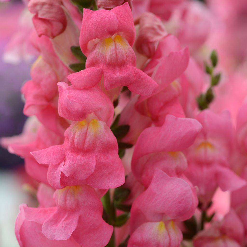 Graines de Muflier Rocket Rose Shades - Antirrhinum majus