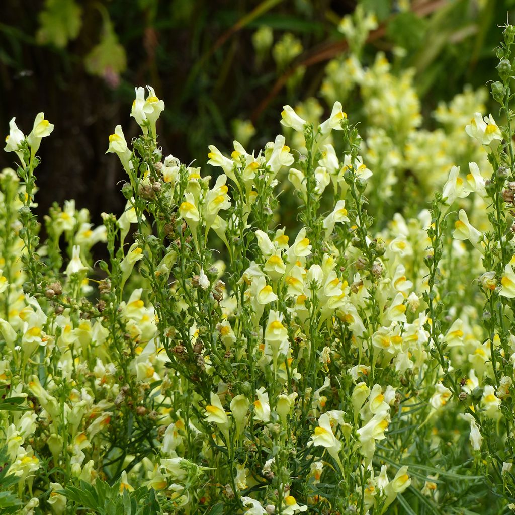 Graines de Muflier Lemon Sherbet - Antirrhinum braun-blanquetii