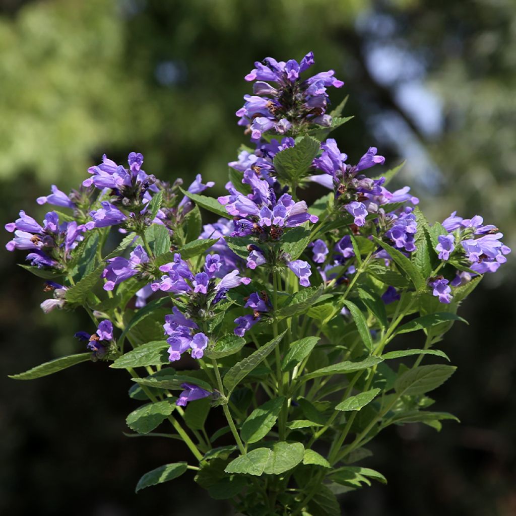 Graines de Nepeta subsessilis Dark Blue Panther - Chataire subsessile