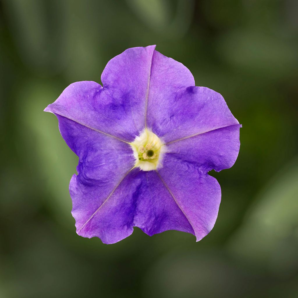 Graines de Pétunia retombant Flashforward Sky Blue (graines enrobées)