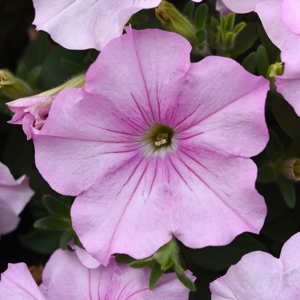 Graines de Pétunia retombant F1 Easy Wave Pink Pearl