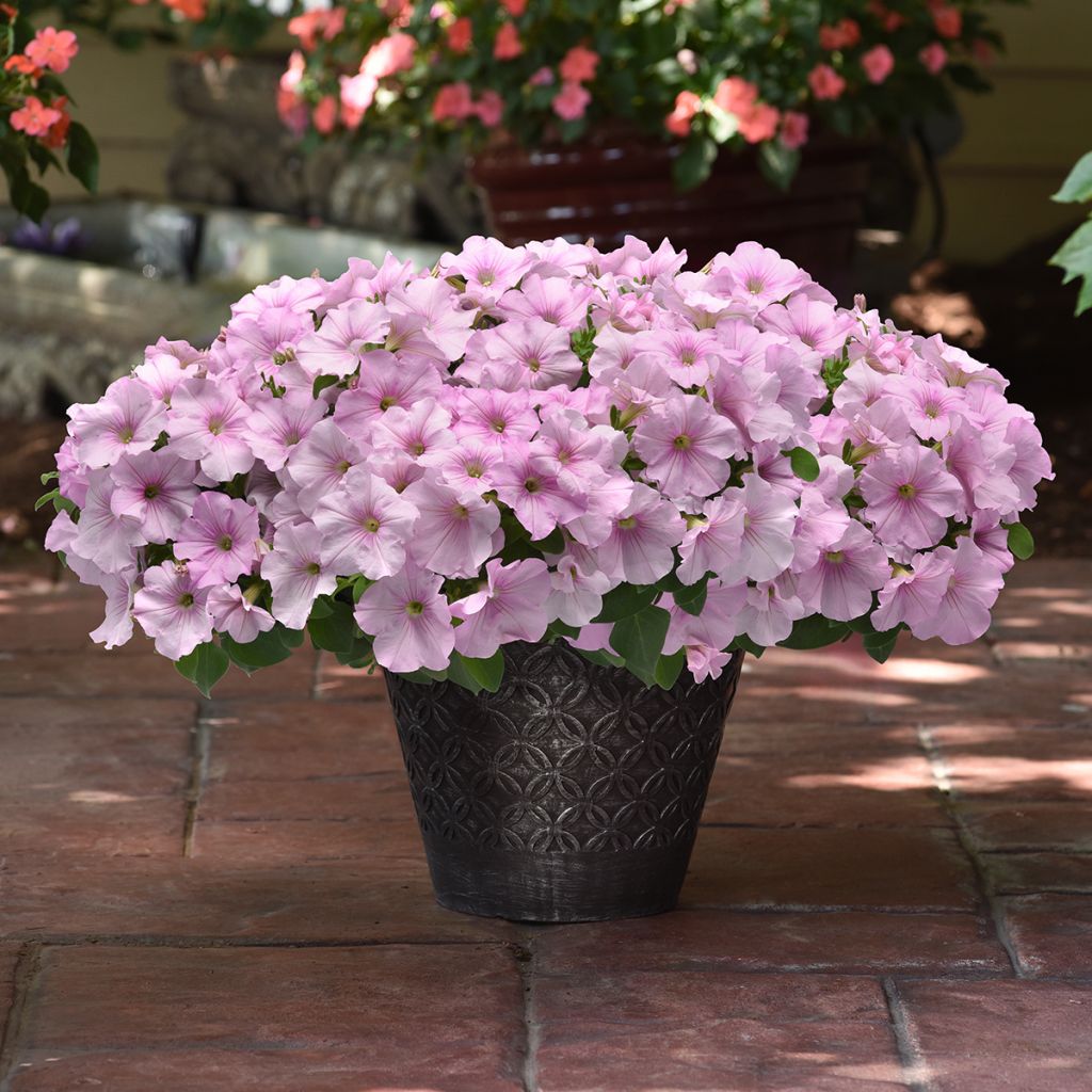 Graines de Pétunia retombant F1 Easy Wave Pink Pearl