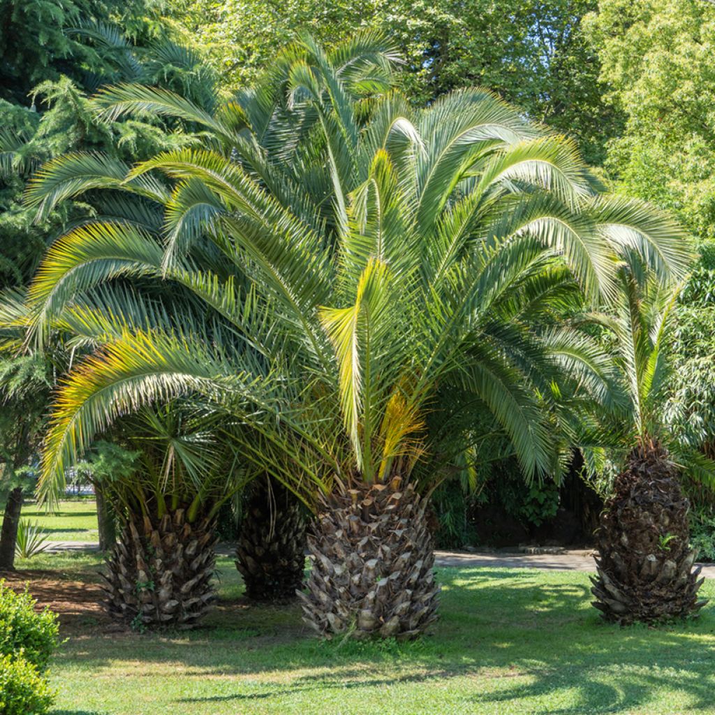 Graines de Palmier abricot - Butia capitata