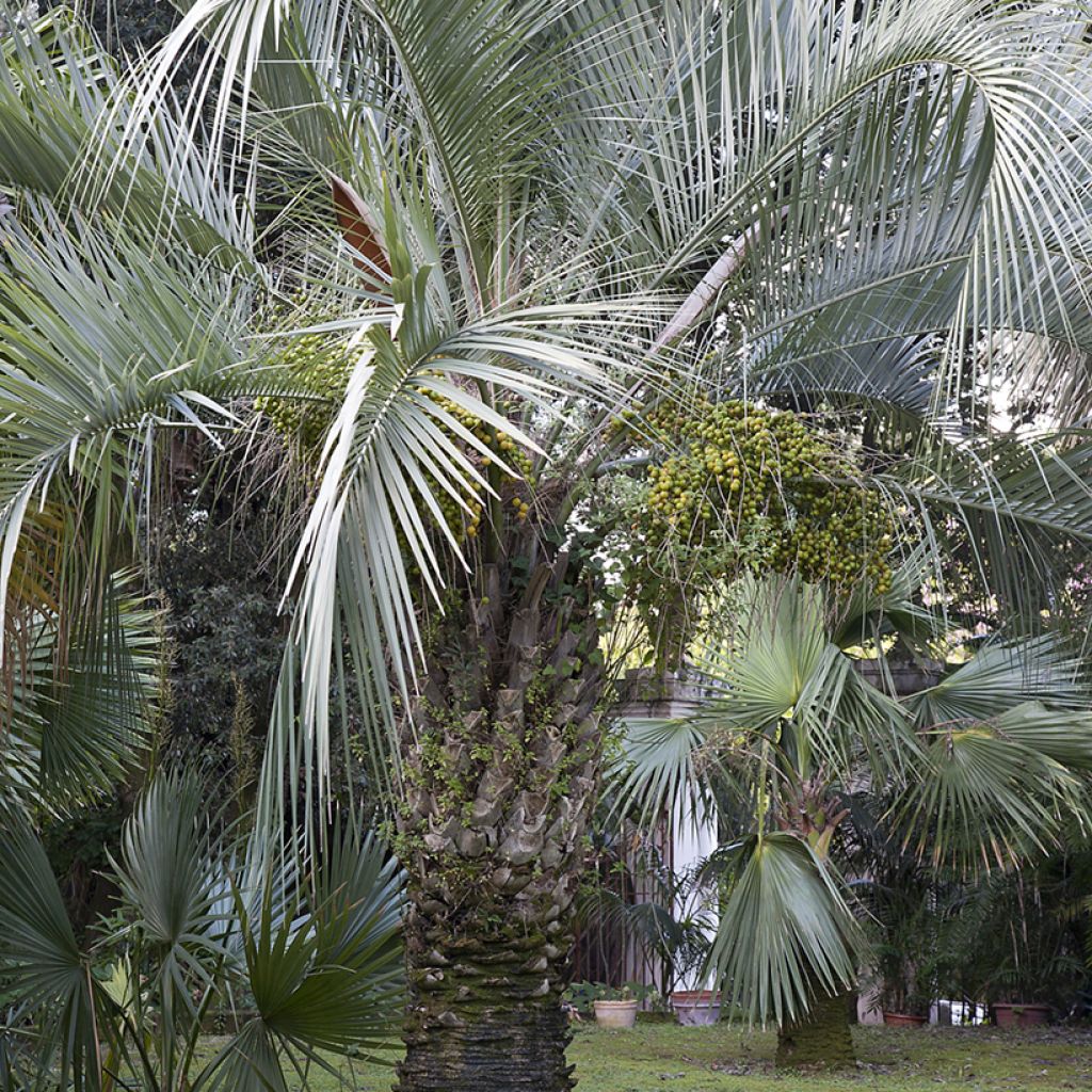 Graines de Palmier abricot - Butia capitata